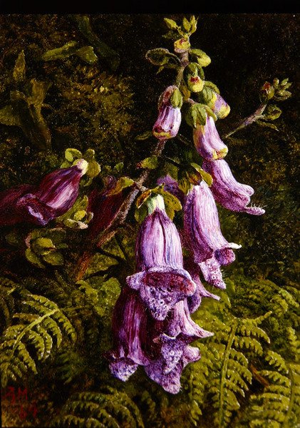 Foxgloves de Annie Feray Mutrie