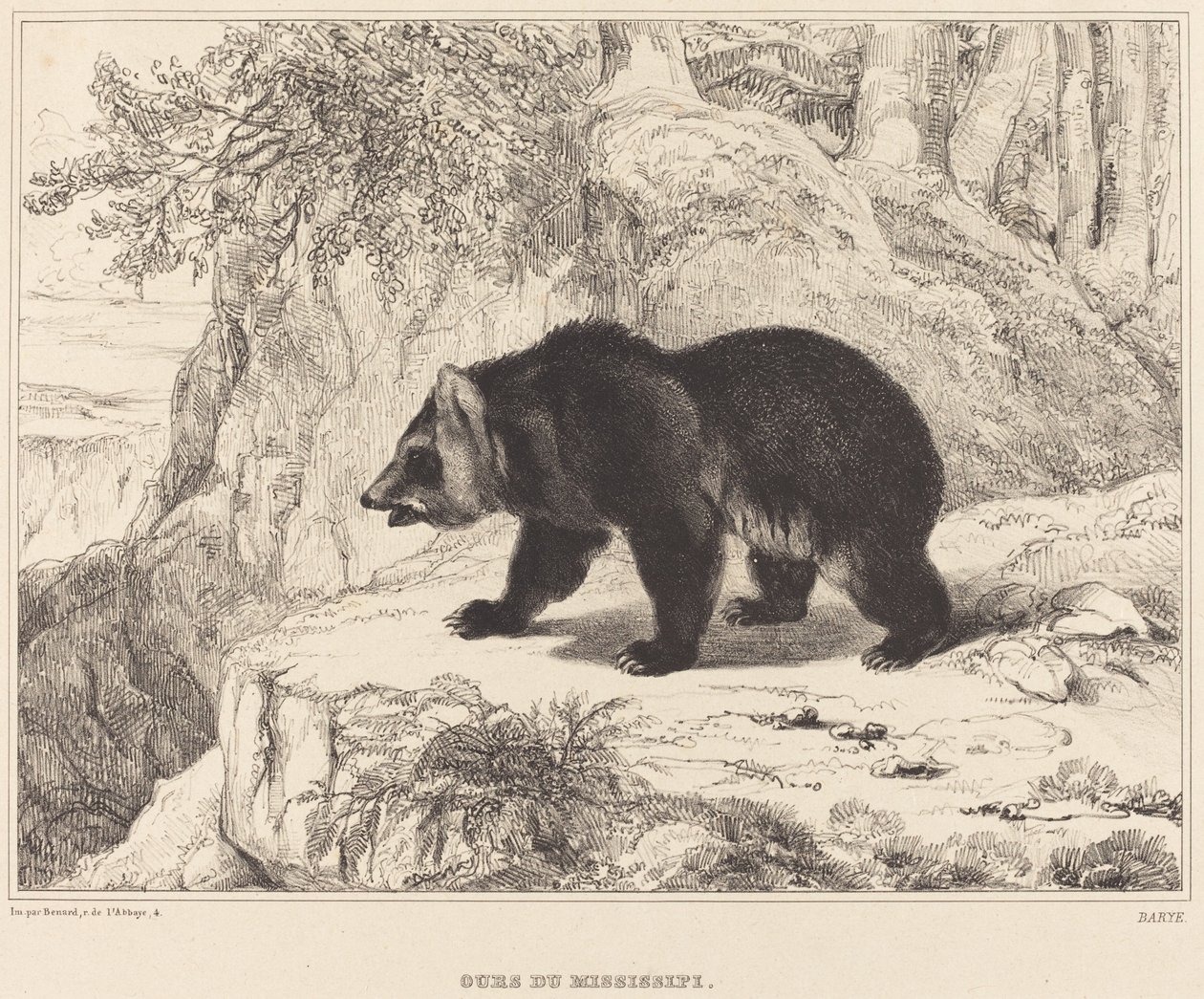 Urso do Mississippi de Antoine Louis Barye