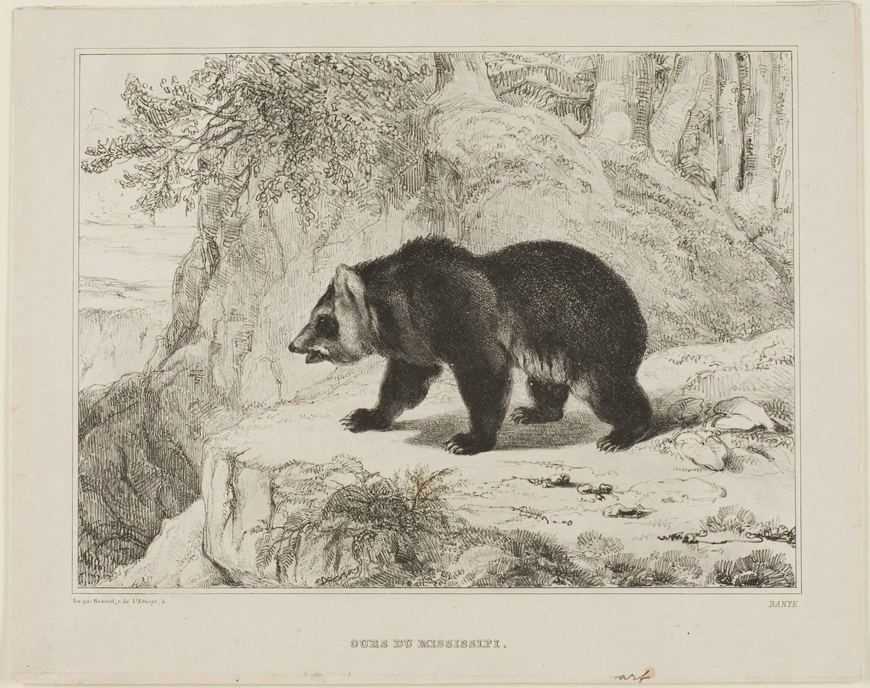 Urso do Mississippi de Antoine Louis Barye