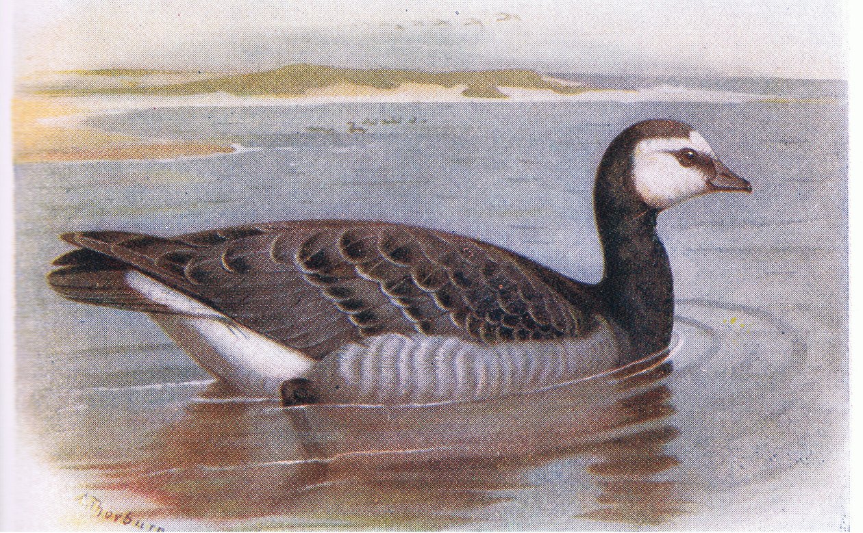 Ganso de craca de Archibald Thorburn
