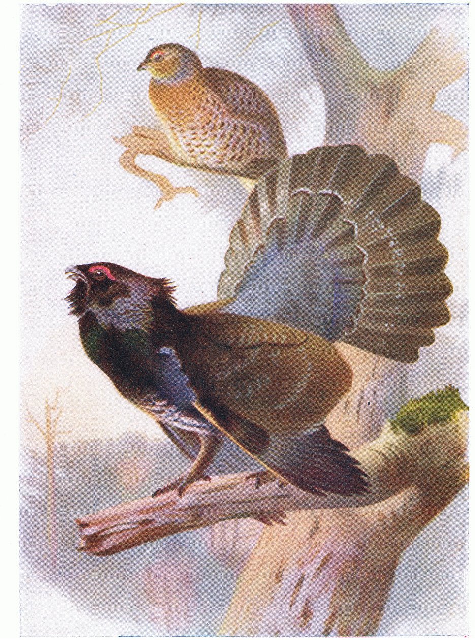 Capercaillie de Archibald Thorburn