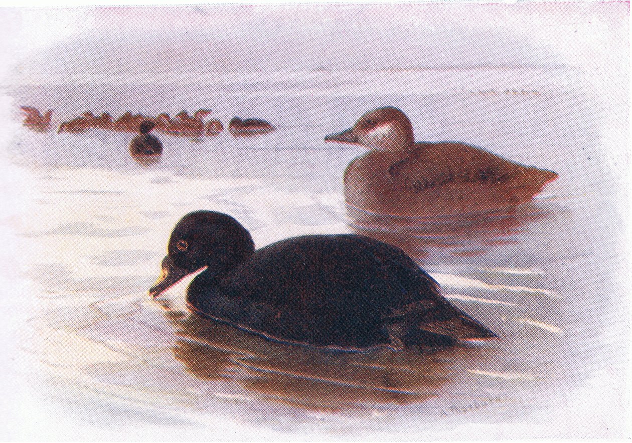 Scoter Comum de Archibald Thorburn