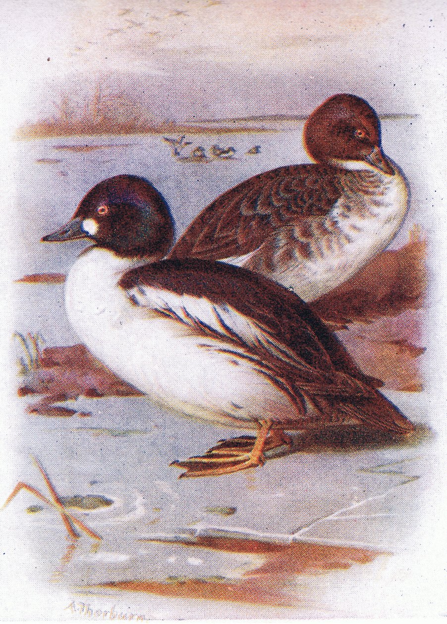 Goldeneye de Archibald Thorburn