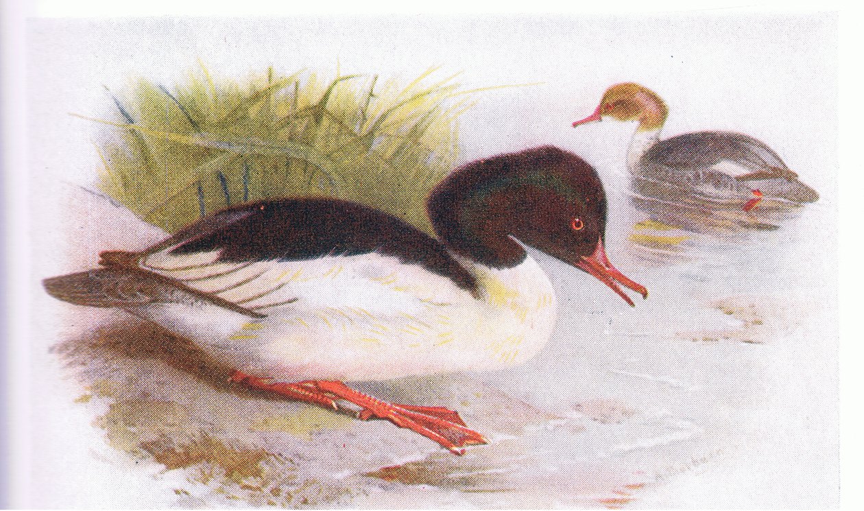 Goosander de Archibald Thorburn
