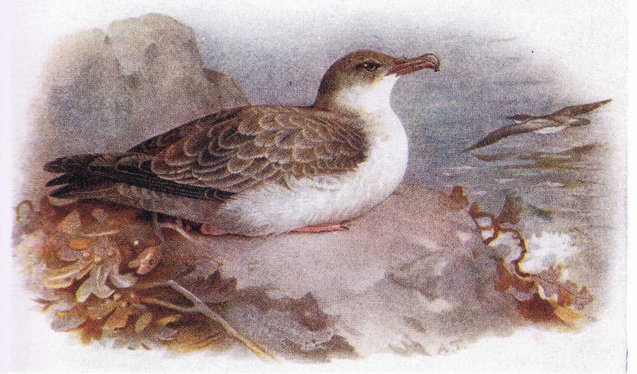 Grande Shearwater de Archibald Thorburn
