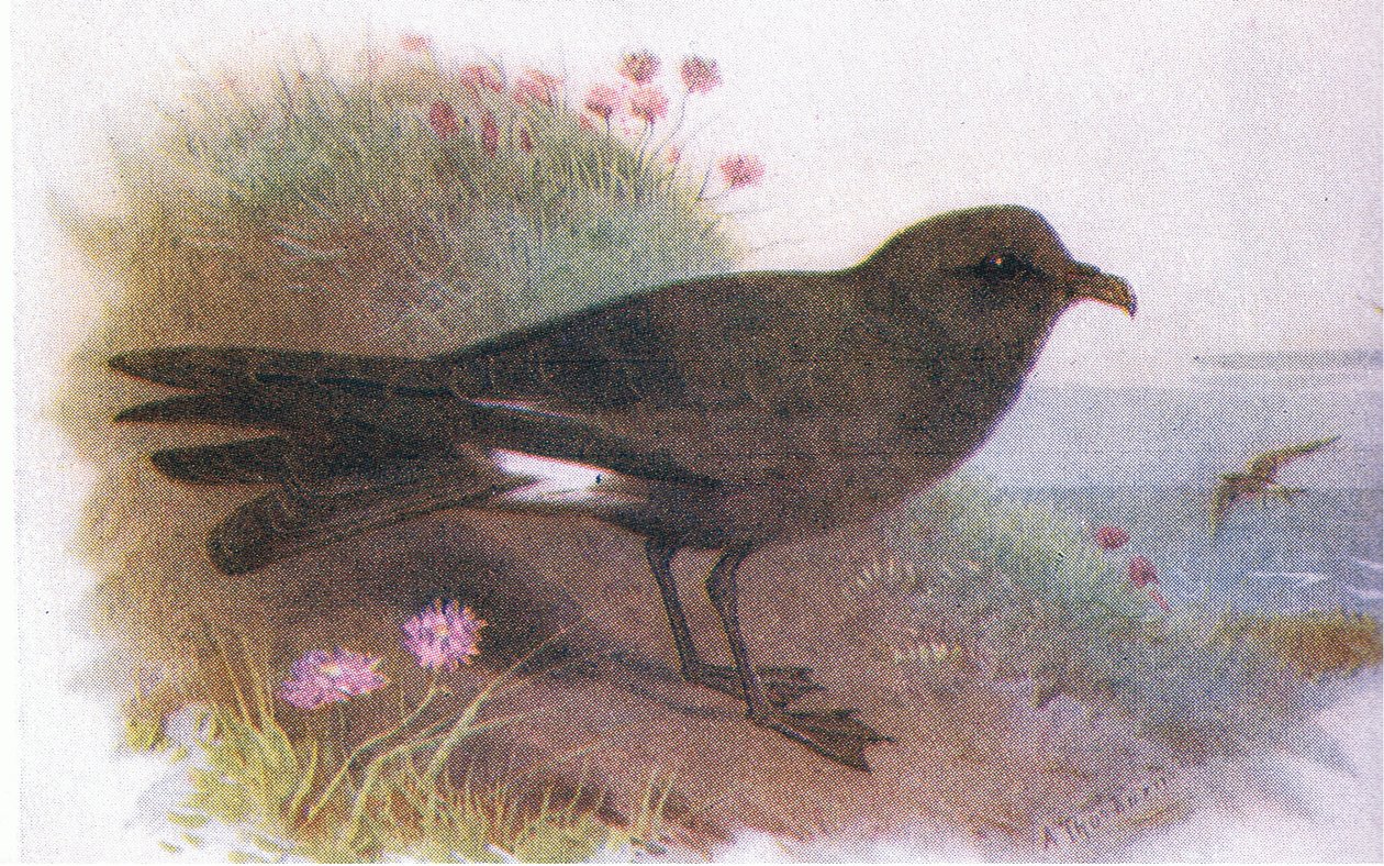 Petrel de Leach de Archibald Thorburn
