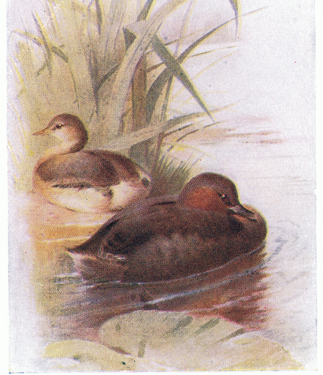 Mergulhão de Archibald Thorburn