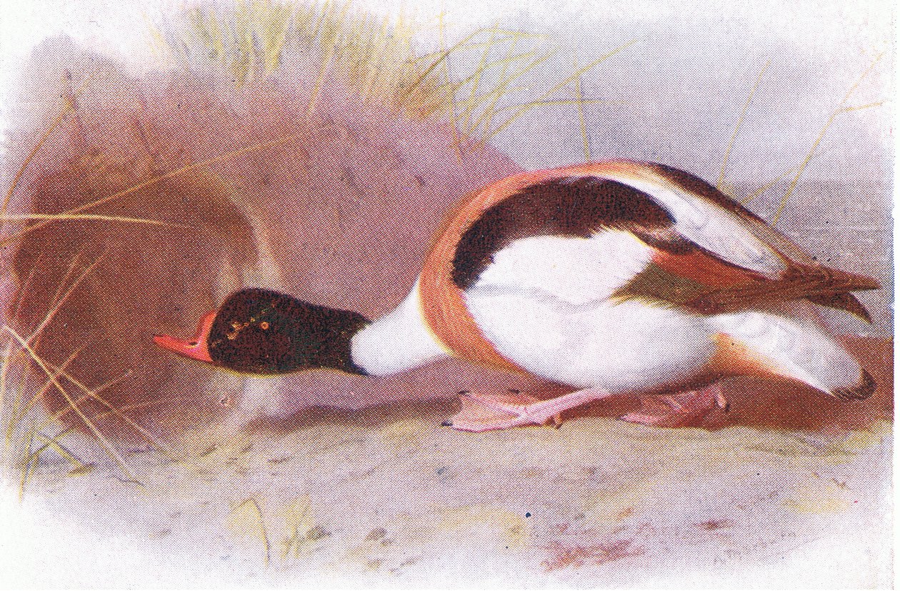 Pato Sheld de Archibald Thorburn