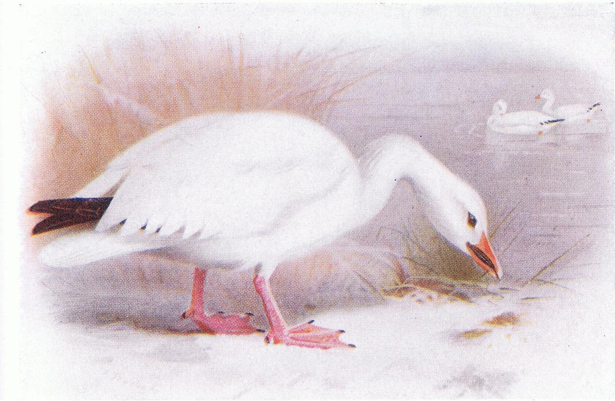 Ganso de neve de Archibald Thorburn