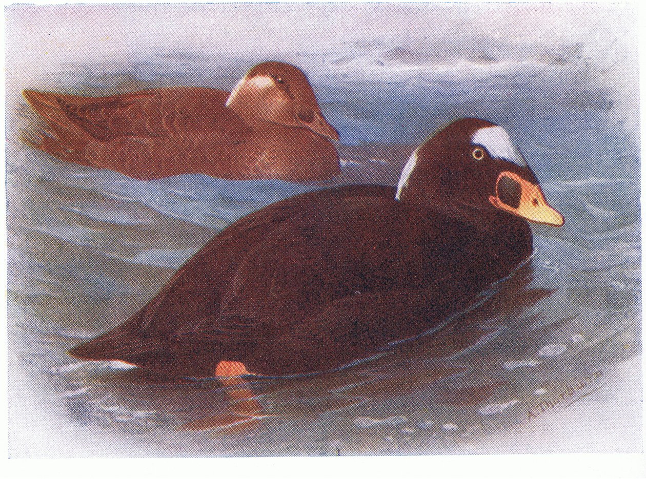 Surf Scoter de Archibald Thorburn