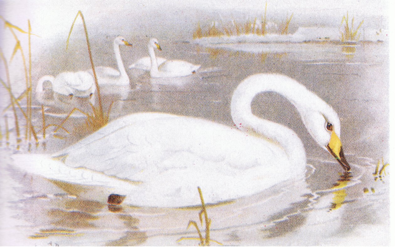 Cisne de Whooper de Archibald Thorburn