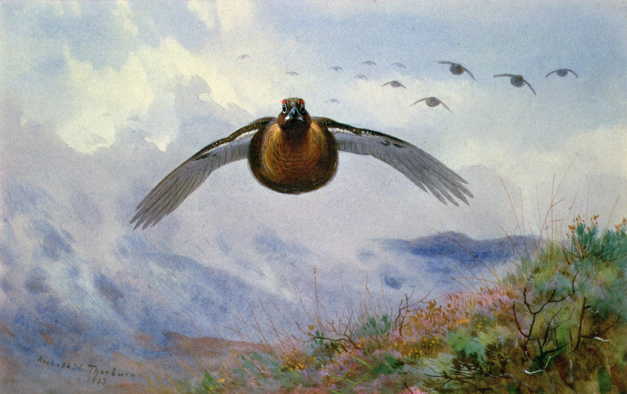 Galinha em vôo de Archibald Thorburn