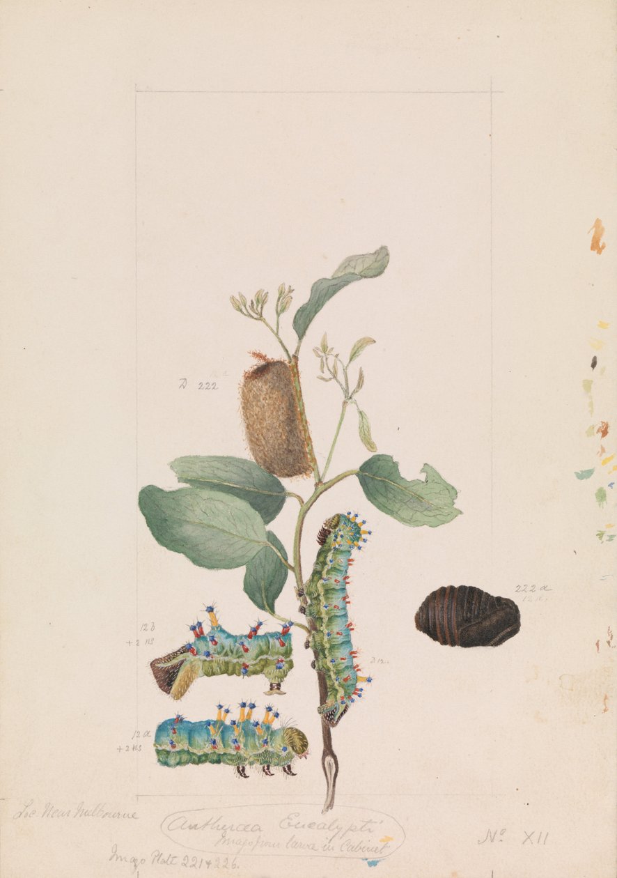 Traça de goma de imperador, Opodiphthera eucalypti de Arthur Bartholomew