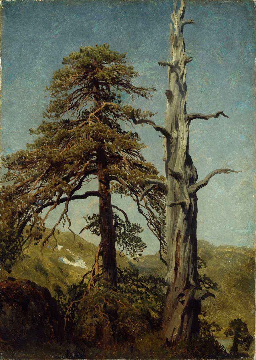 Estudo de Árvores de August Cappelen