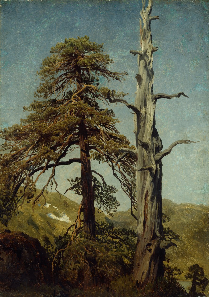 Estudo de Árvores de August Cappelen