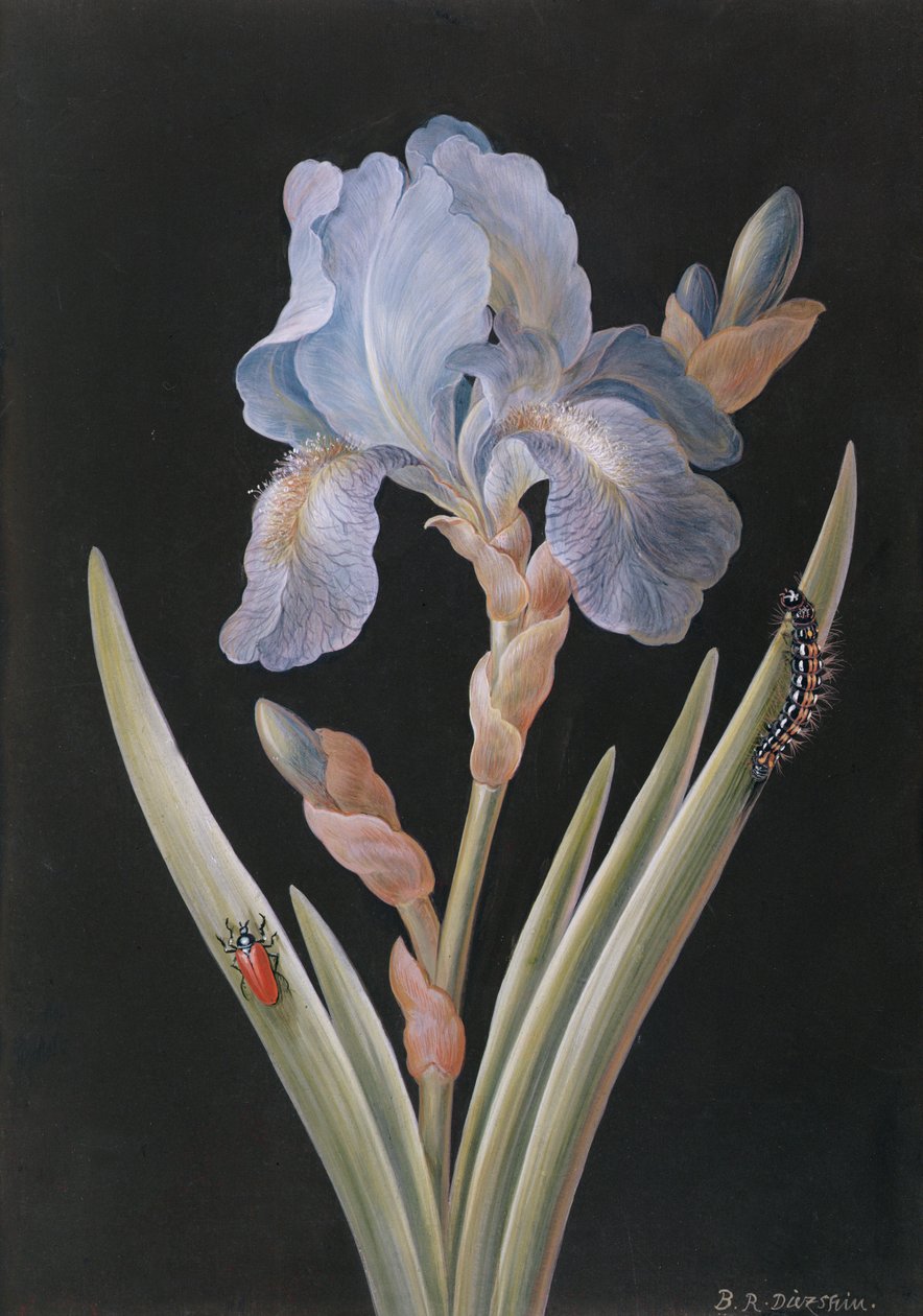 PD.328-1973 Iris germanica com lagarta e besouro (guache sobre velino) de Barbara Regina Dietzsch