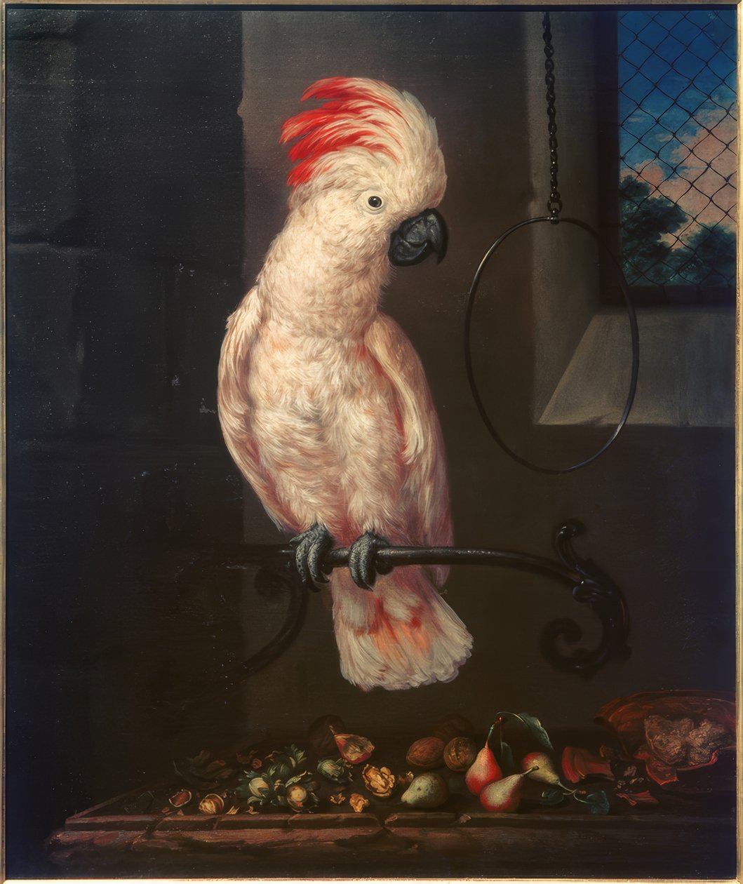 Papagaio branco de Bartolomeo Bimbi