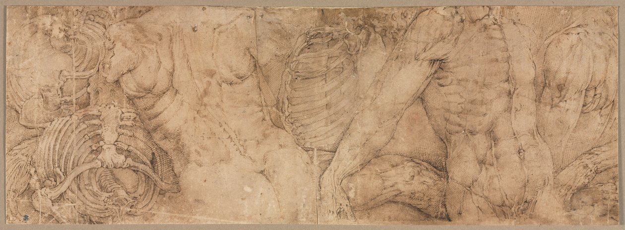 Torsos com costelas de Battista Franco