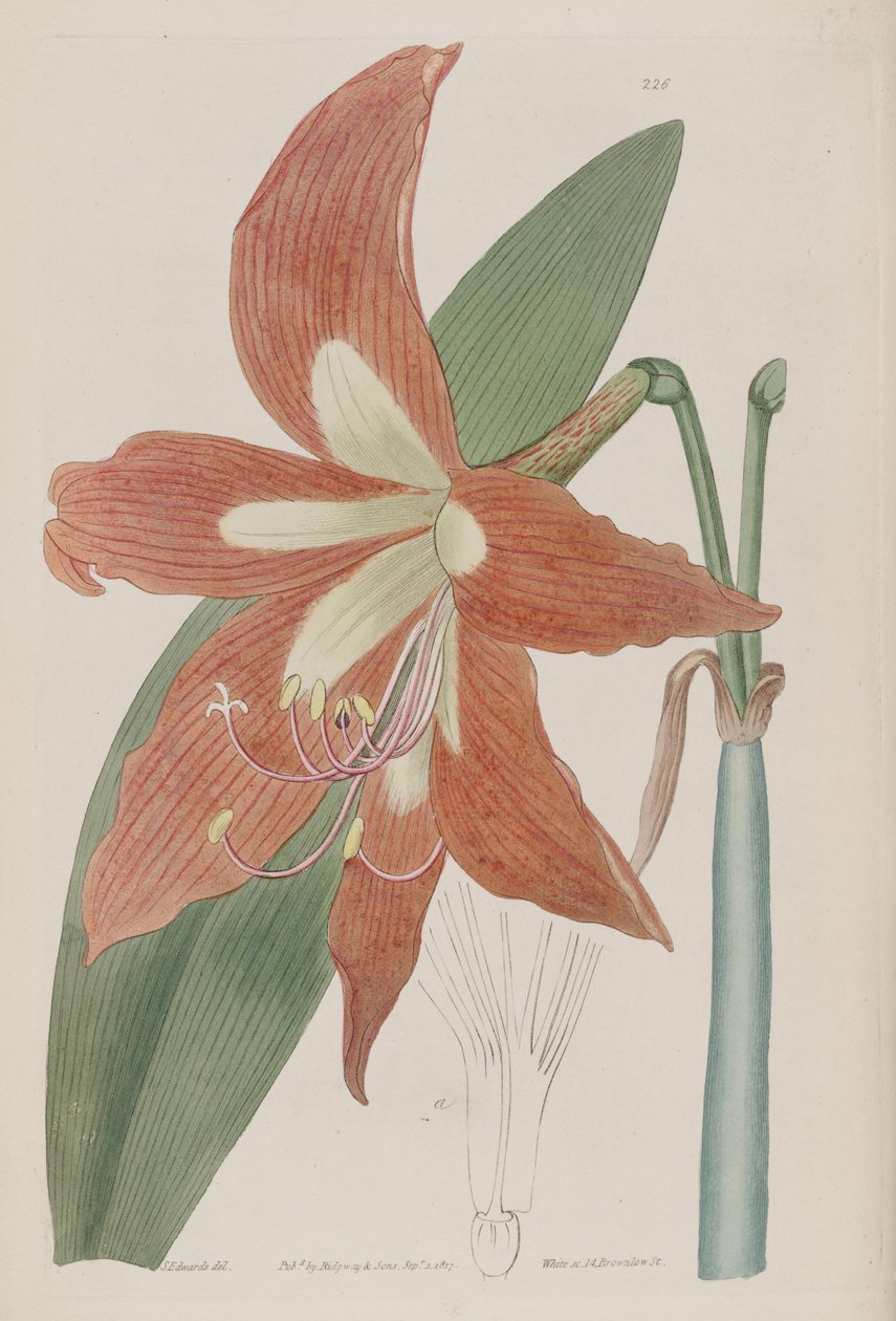 Hippeastrum striatum de Botanical Register