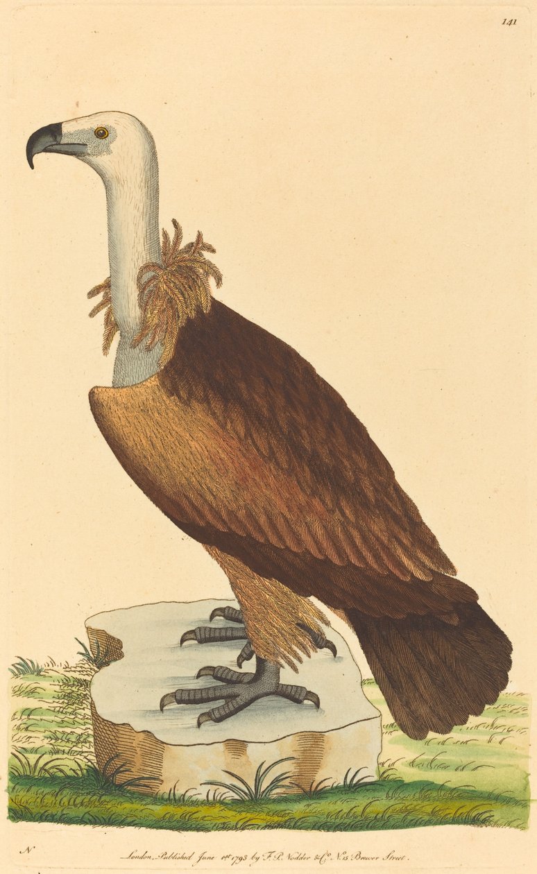 O Abutre Alpino de British 18th Century
