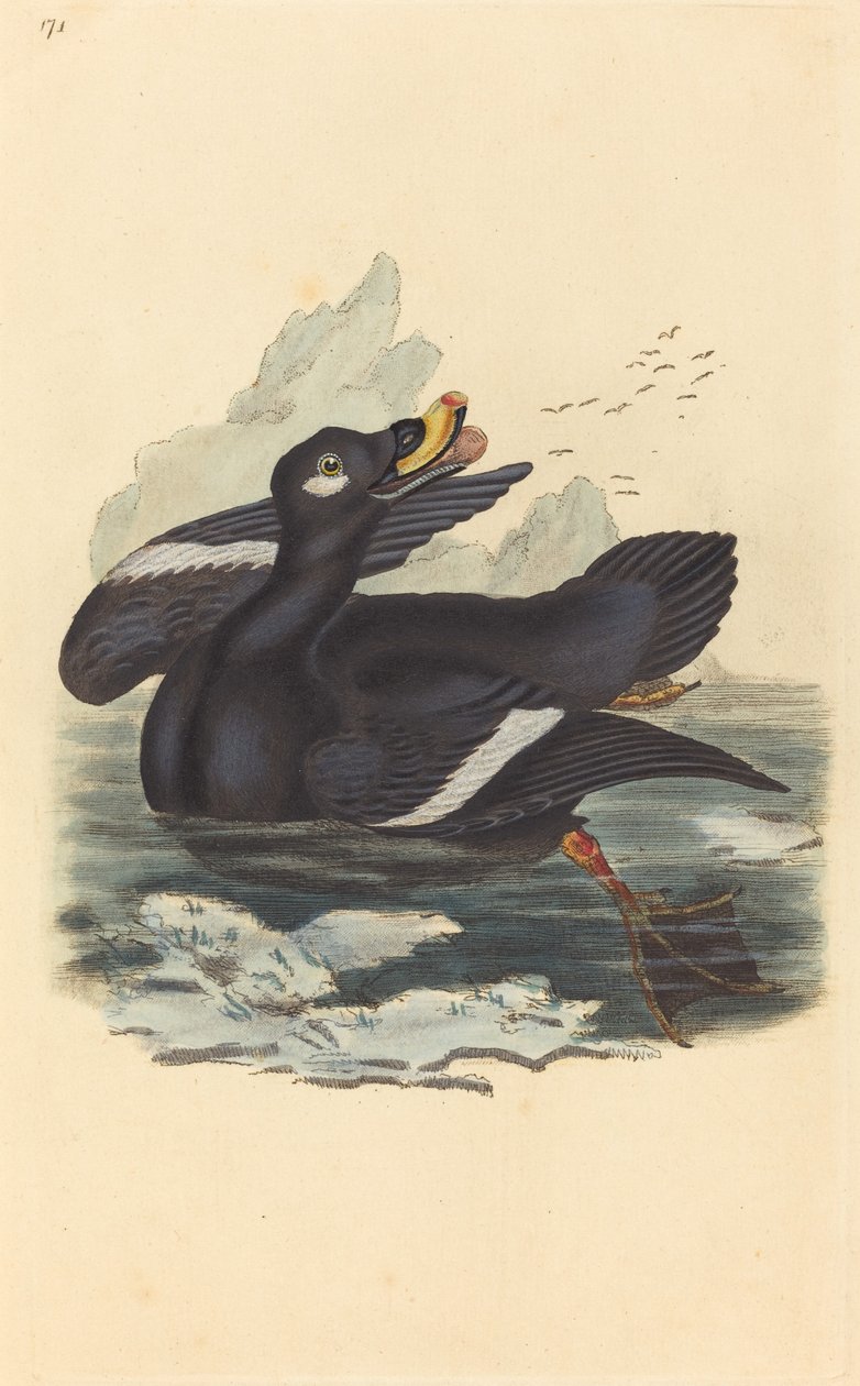 Pato de veludo de British 19th Century