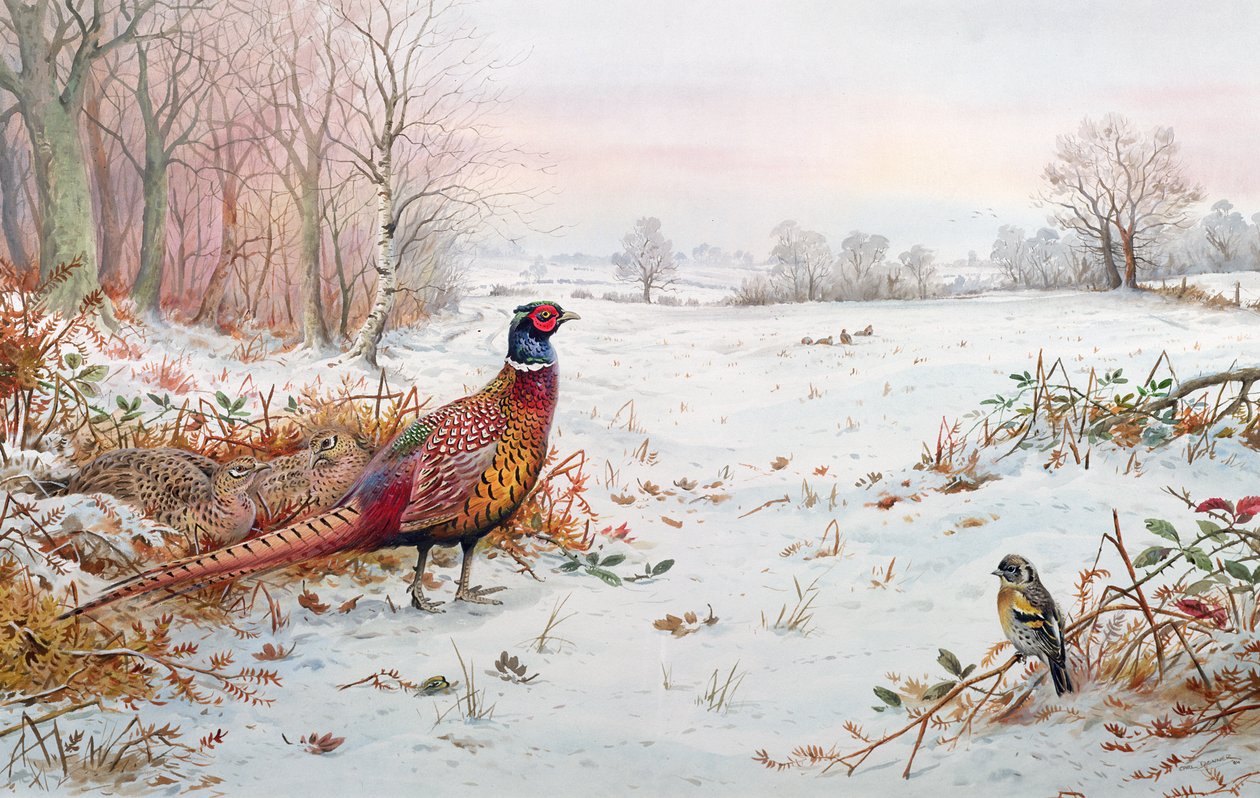 Faisão e amora na neve de Carl Donner