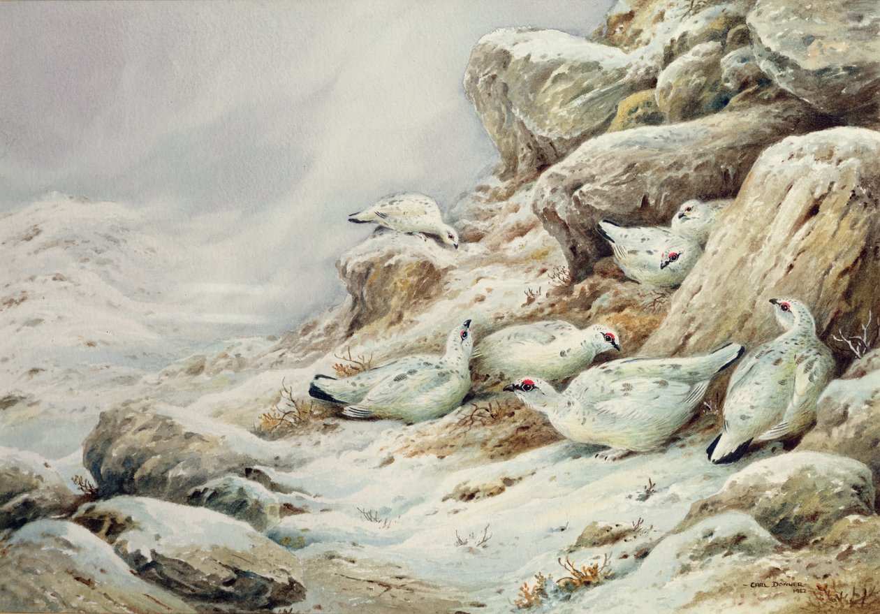 Ptarmigan na paisagem coberta de neve de Carl Donner