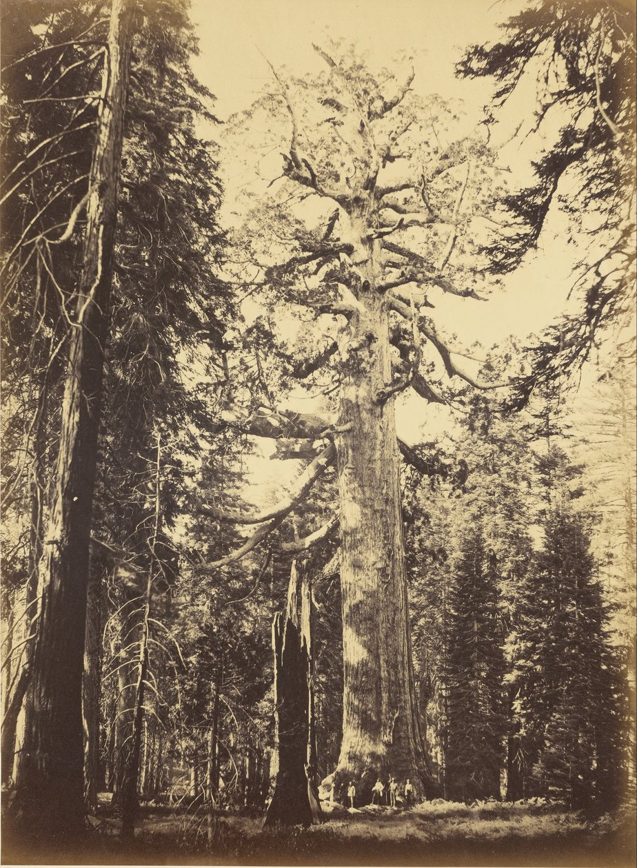 Sequoia Gigantea de Carleton E. Watkins