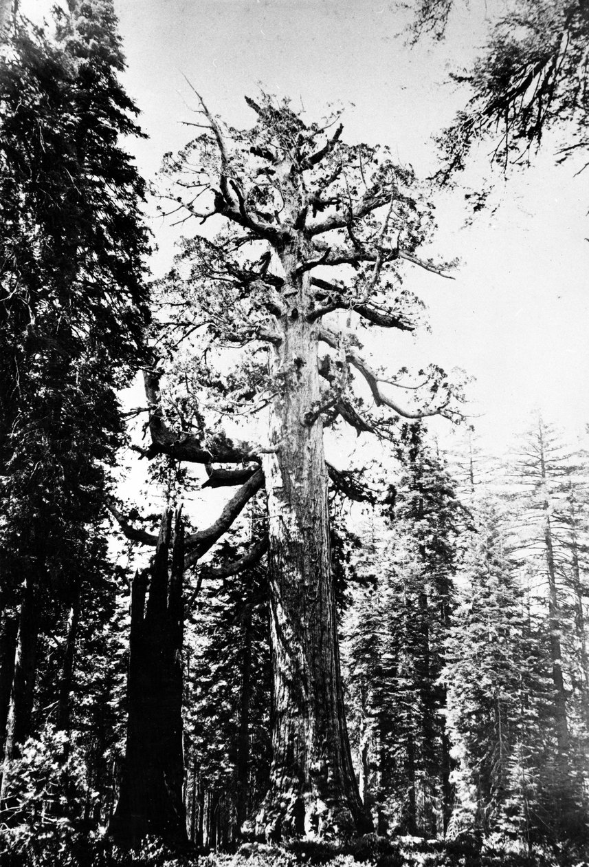 O gigante pardo, c.1860s de Carleton E. Watkins