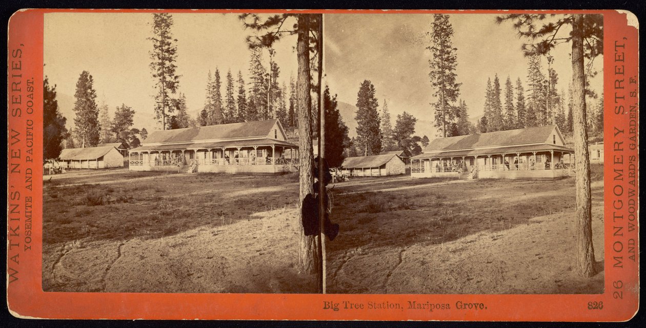 Estação Big Tree, Mariposa Grove de Carleton Watkins