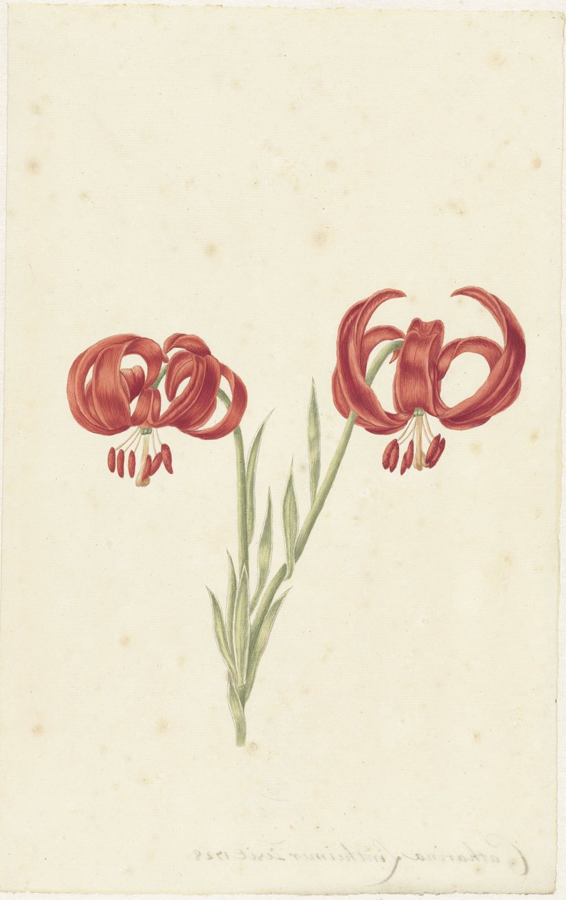 Lírio Vermelho de Catharina Lintheimer