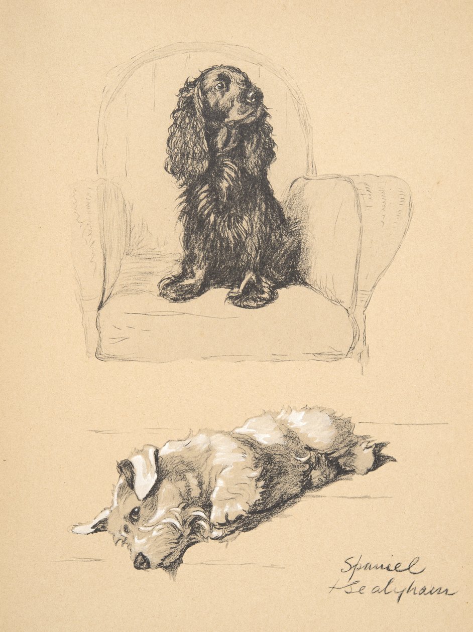 Spaniel e Sealyham, 1930, ilustrações de seu livro de desenho usado para &39;Só entre amigos&39;, Aldin, Cecil Charles Windsor (1870-1935), mais tarde publicado pela Eyre e Spottiswoode Limited, 1934, giz um de Cecil Charles Windsor Aldin