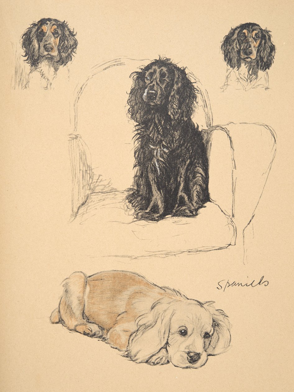 Spaniels, 1930, ilustrações de seu caderno de desenho usado para &39;Só entre amigos&39;, Aldin, Cecil Charles Windsor (1870-1935), mais tarde publicado pela Eyre e Spottiswoode Limited, 1934, giz e carvão de Cecil Charles Windsor Aldin