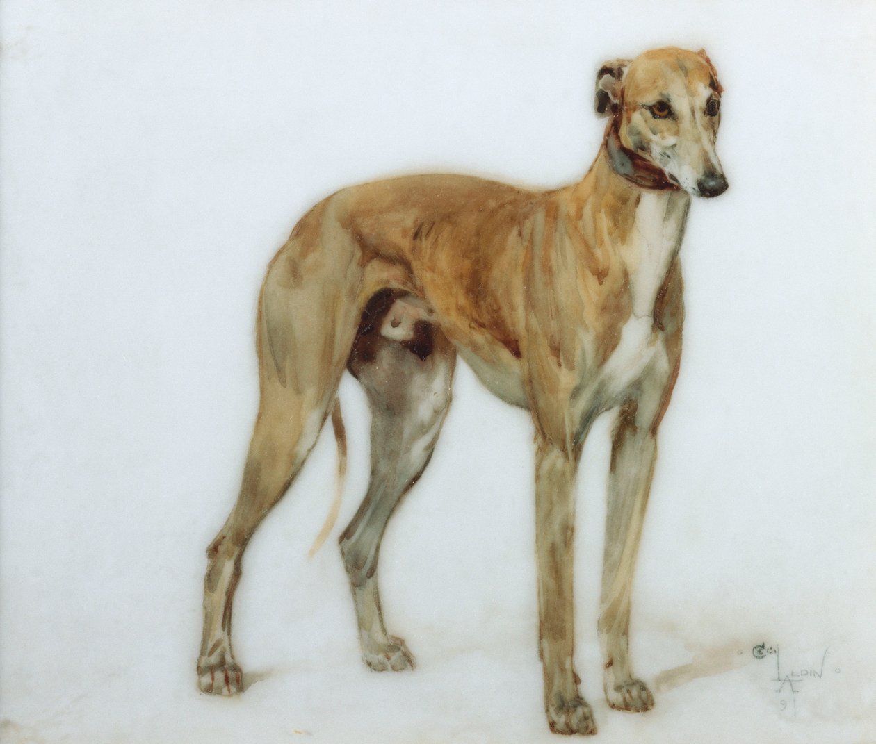 Um galgo da jovem corça, 1897 de Cecil Charles Windsor Aldin