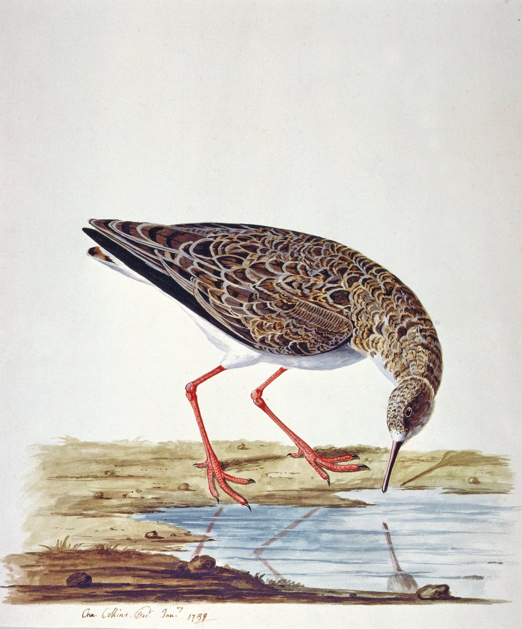 Maçarico maçarico de Charles Collins