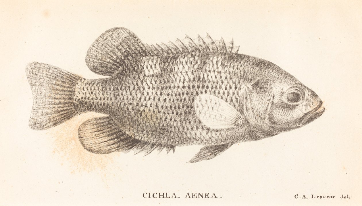 Cicla, Enéia de Charles Alexandre Lesueur