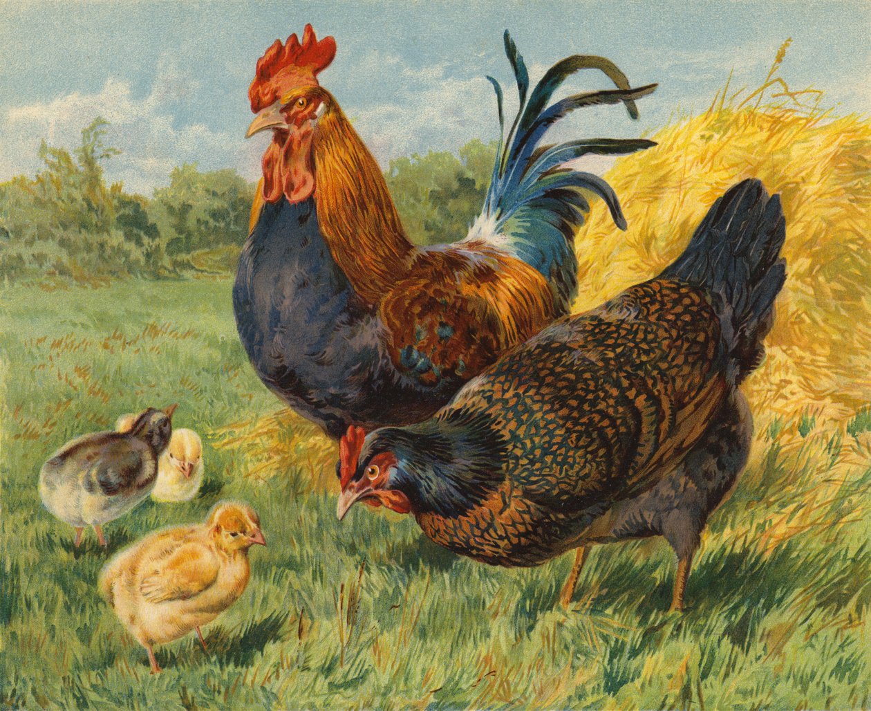 Frangos (chromolitho) de Charles Collins