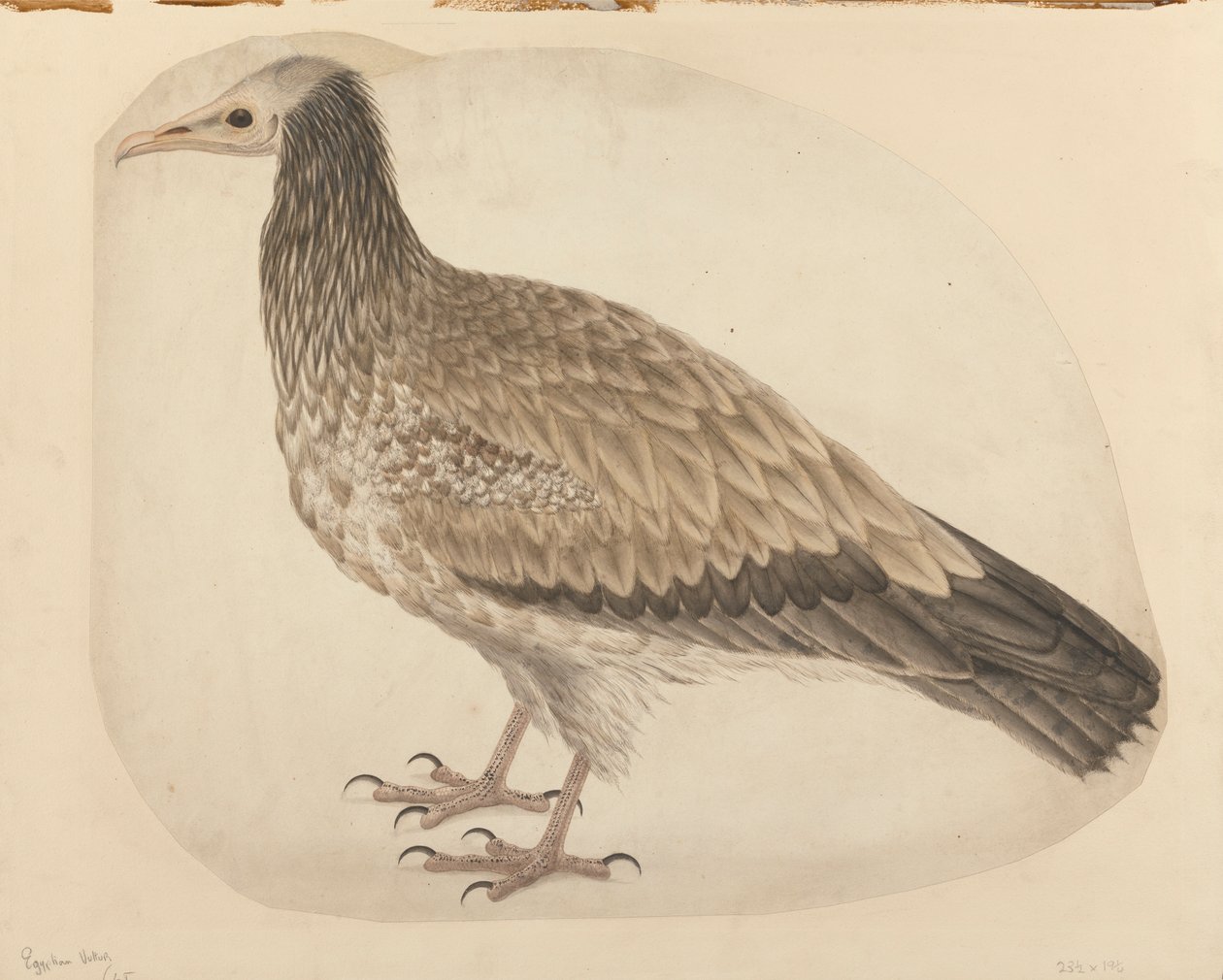 Abutre egípcio de Charles Collins