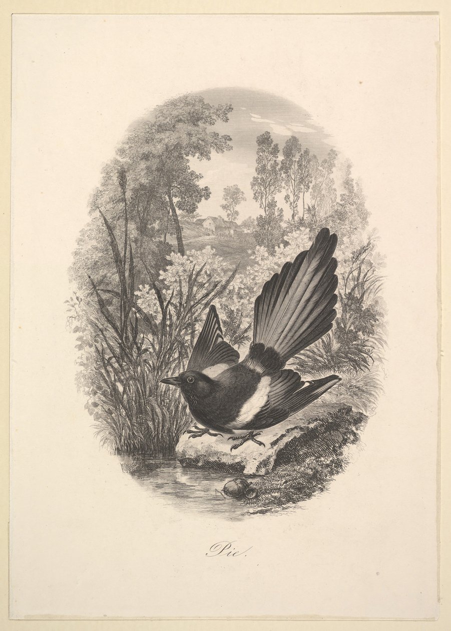 Magpie, 1843. de Charles Francois Daubigny