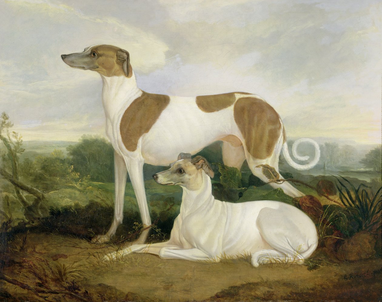 Dois galgos em uma paisagem de Charles Hancock