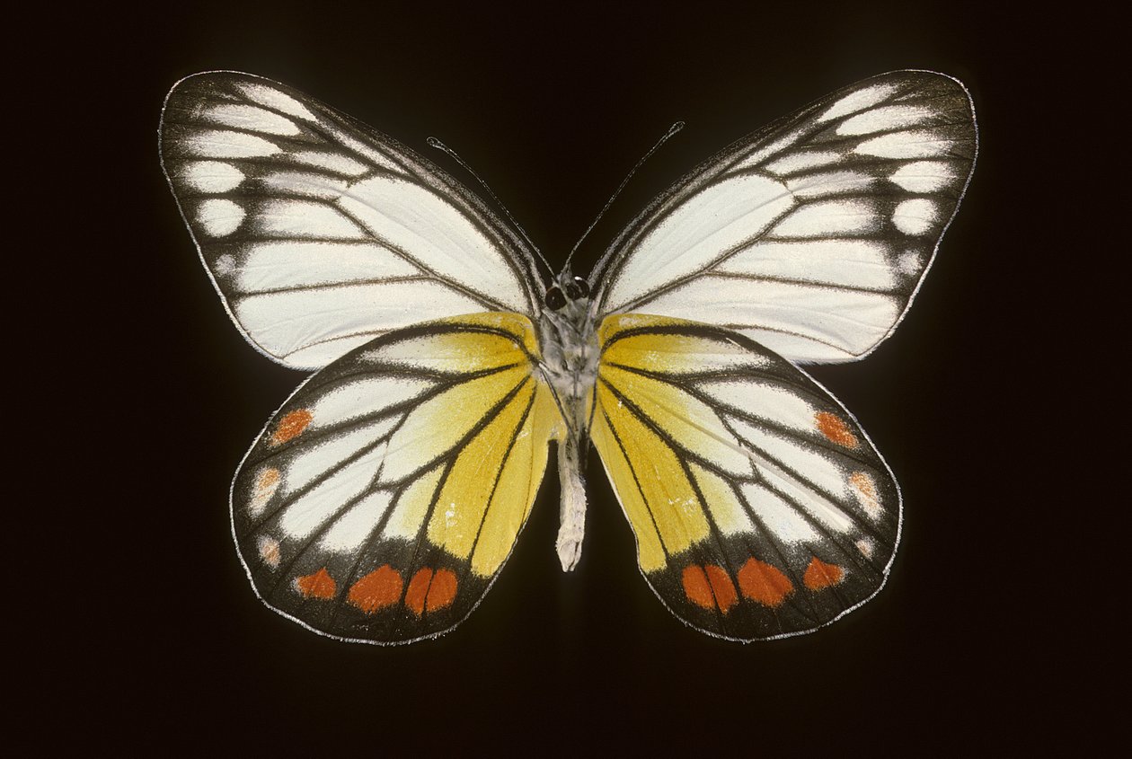 Delias hyparete/Male de Augustus Kollner