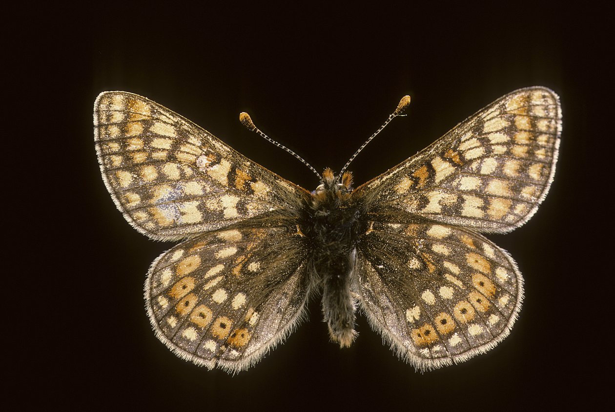 Euradryas aurinia de Augustus Kollner
