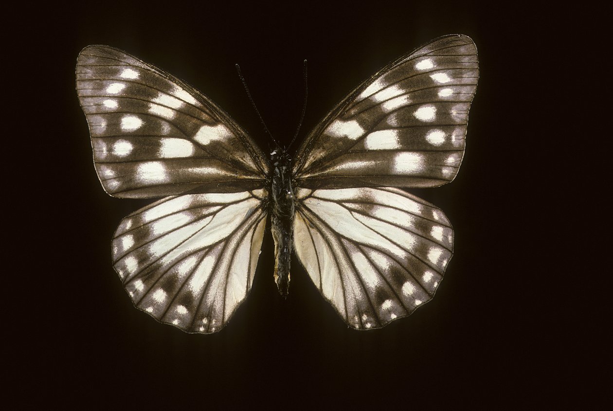 Hestina japonica de Augustus Kollner