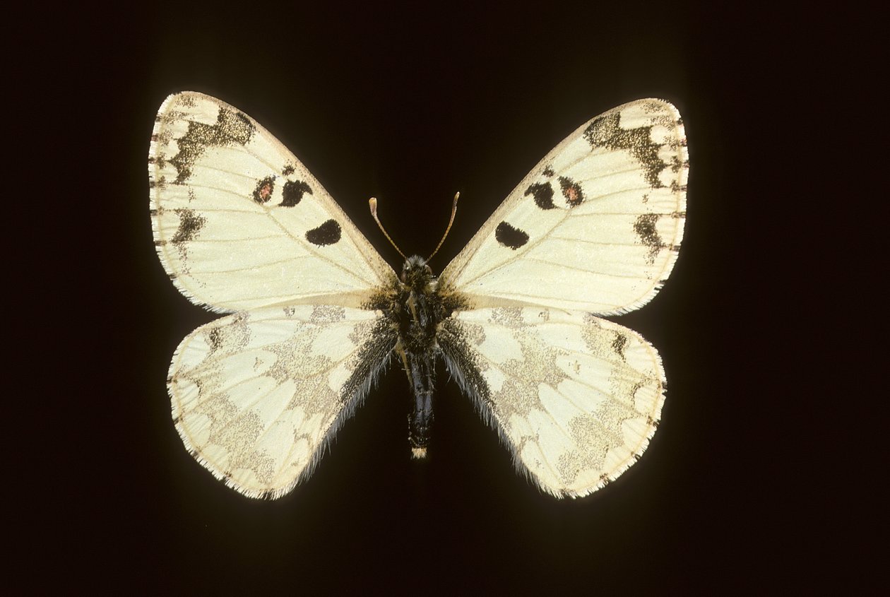 Hipermnestra helios de Augustus Kollner