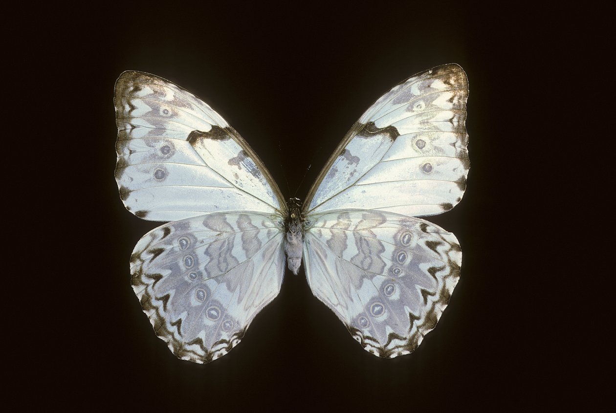 Morpho catenarius de Augustus Kollner