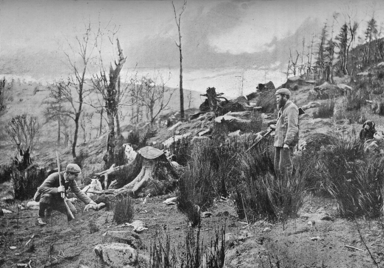 Colocando o Furão, c1900, 1903 de Charles Reid