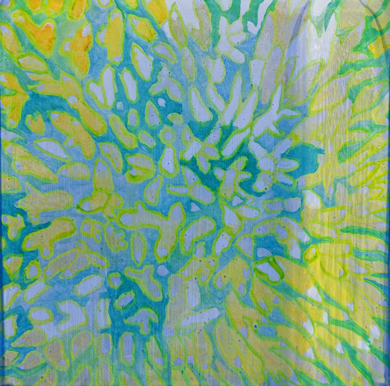 Acrapora, 2000 (óleo no gesso) de Charlotte Johnstone