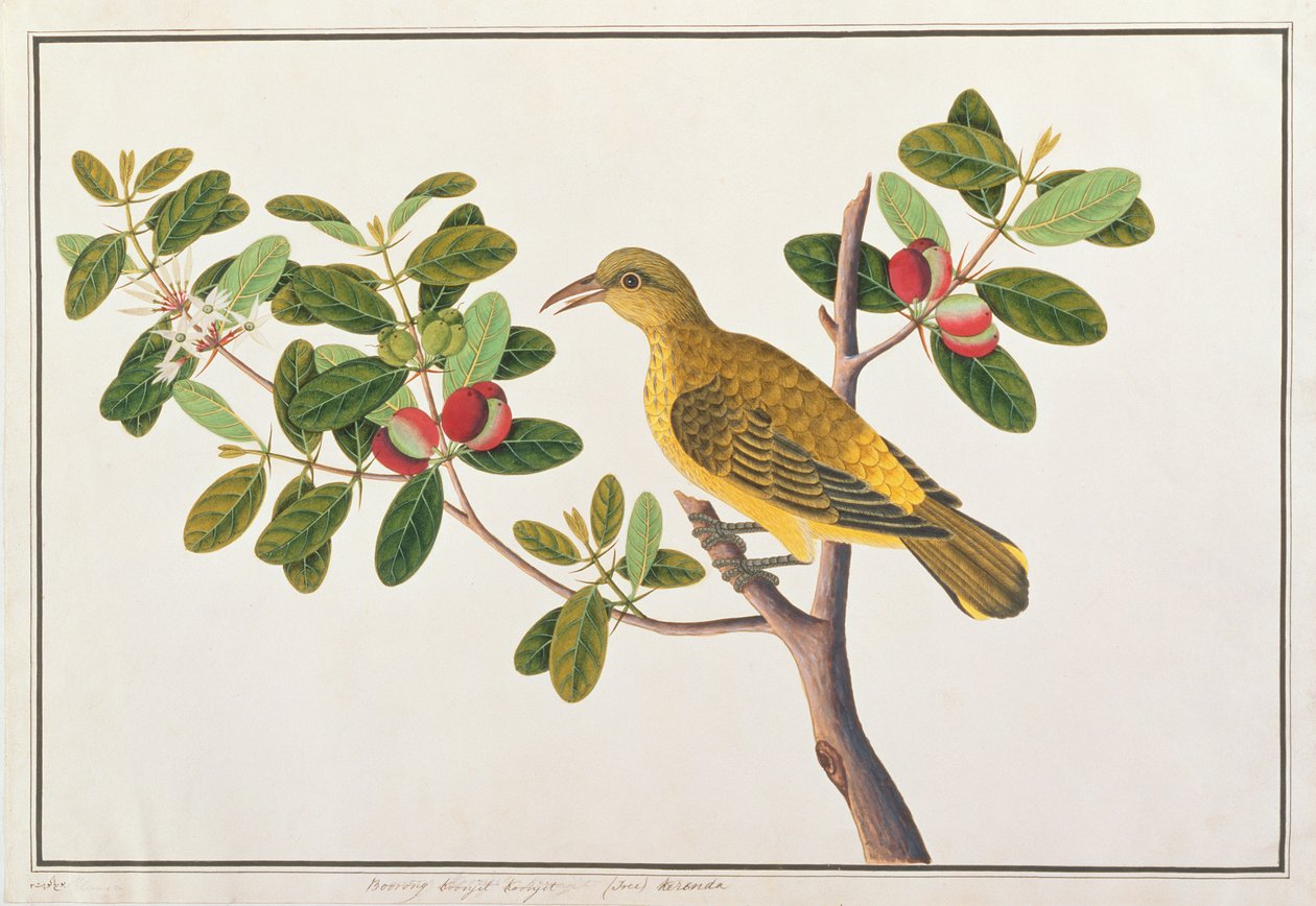 Oriole Preto-naped, dos desenhos dos pássaros de Malaca, c.1805-18 (wc no papel) de Chinese School