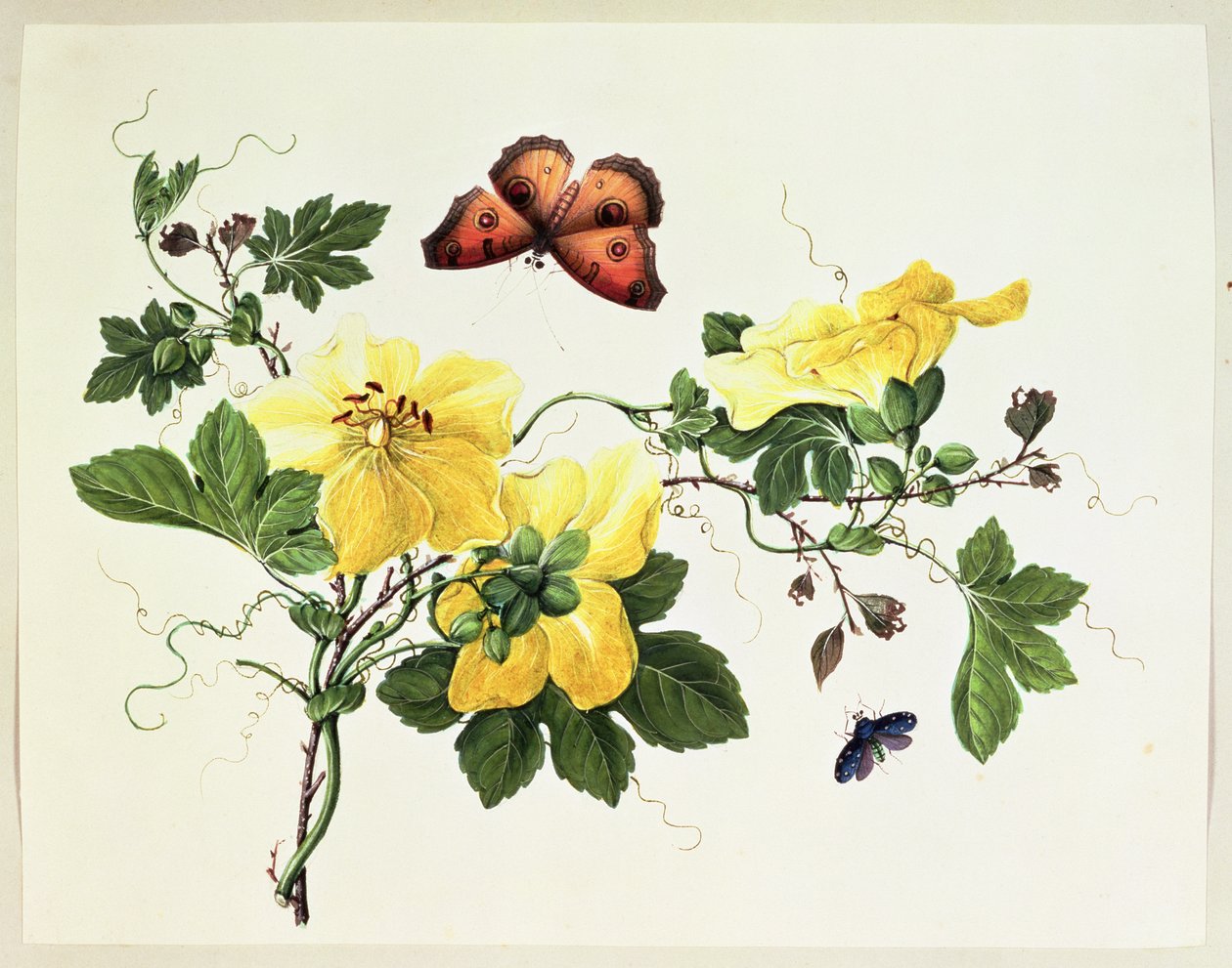 Estudo de flor e borboleta de Chinese School