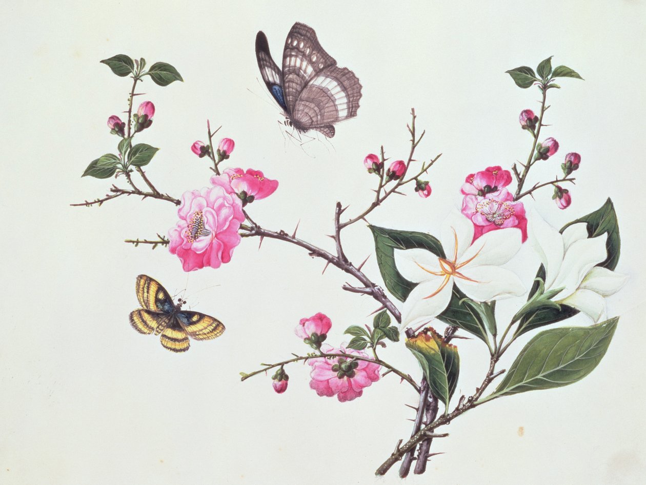 Japonica, Magnólia e Borboletas de Chinese School